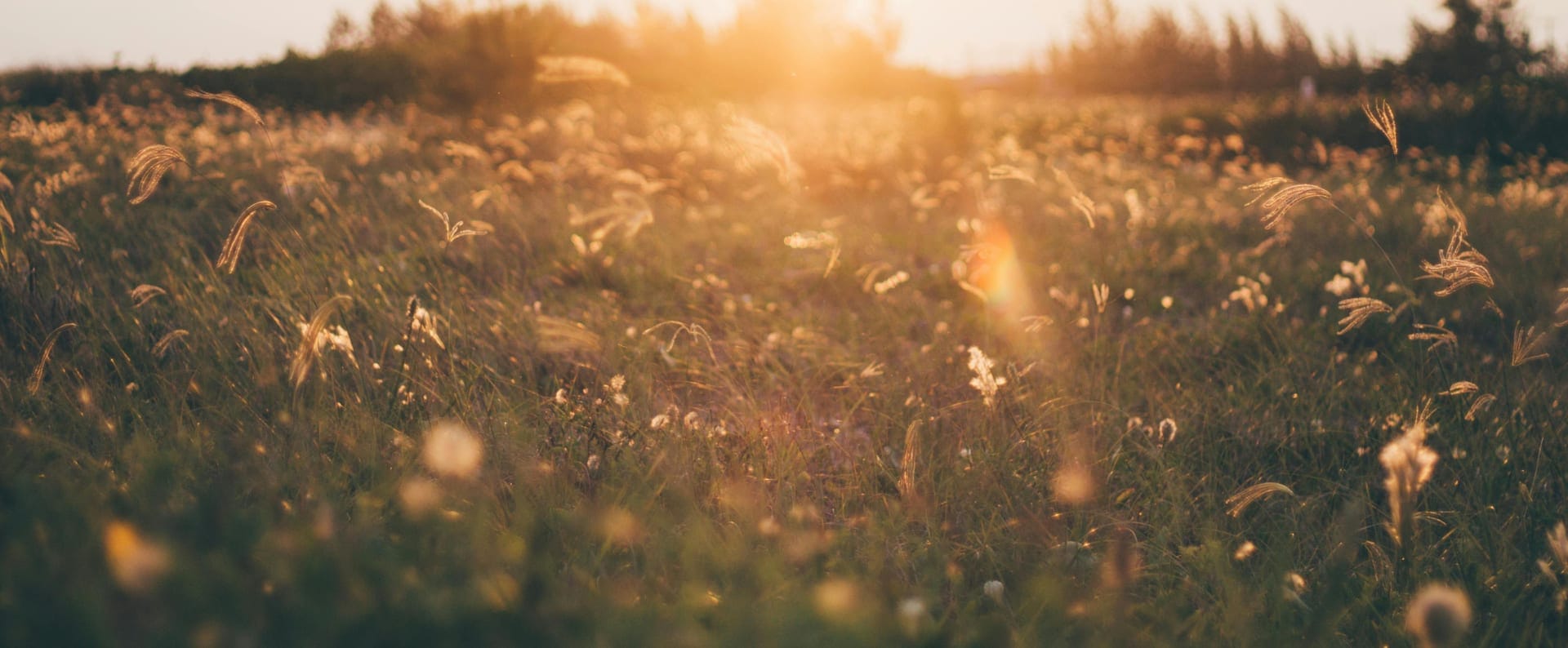 A wildflower meadow backlit by low evening sun