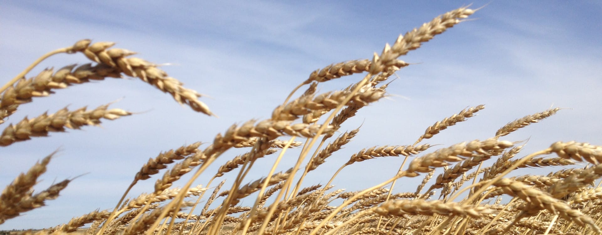 Ripe heads of wheat against a blue sky